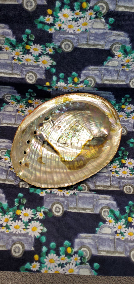 Abalone Shell